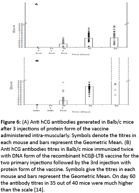 reproductive-immunology-Anti-hCG-antibodies-generated