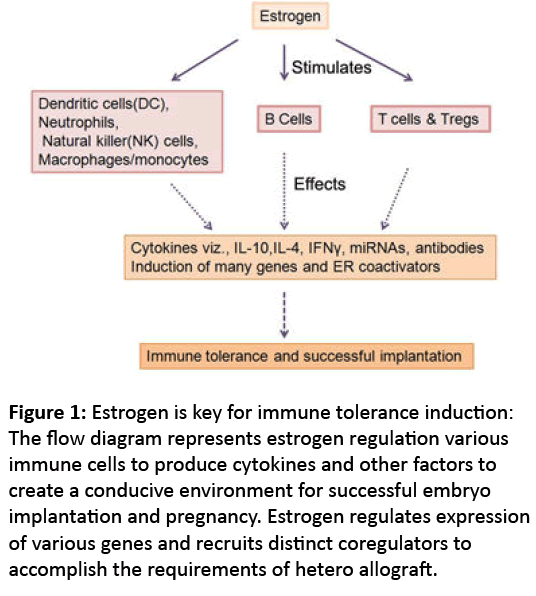 reproductive-immunology-Estrogen-key-immune-tolerance-induction
