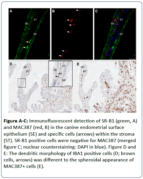 reproductive-immunology-Immunofluorescent-detection