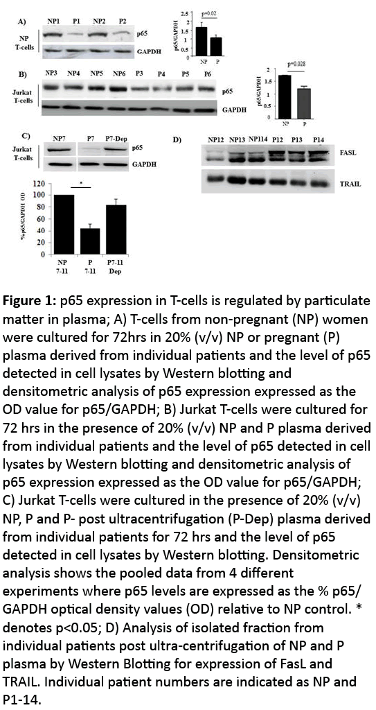 reproductive-immunology-p65-expression-T-cells